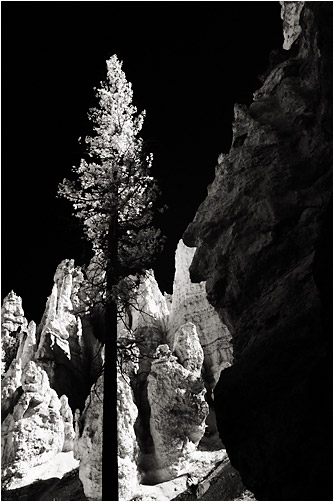 pine tree - bryce
